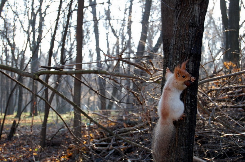 photo "***" tags: nature, wild animals
