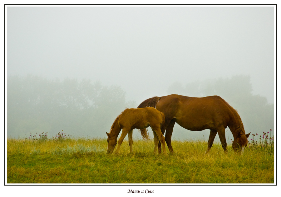 photo "***" tags: nature, landscape, pets/farm animals, summer