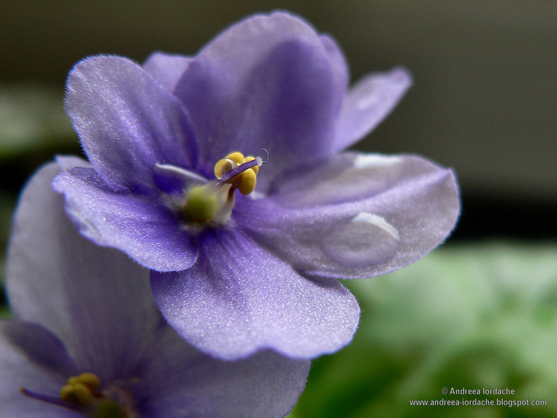 фото "Macro" метки: макро и крупный план, 