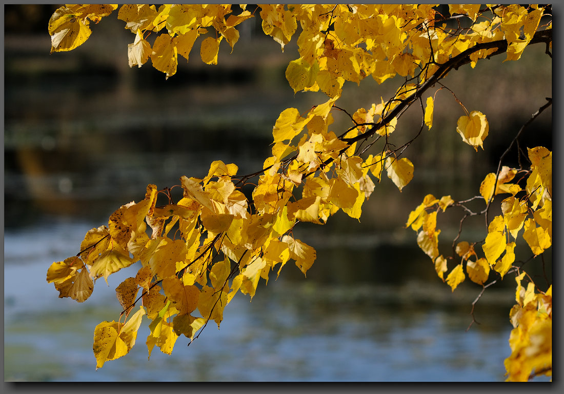 photo "Cheerful color age" tags: landscape, autumn