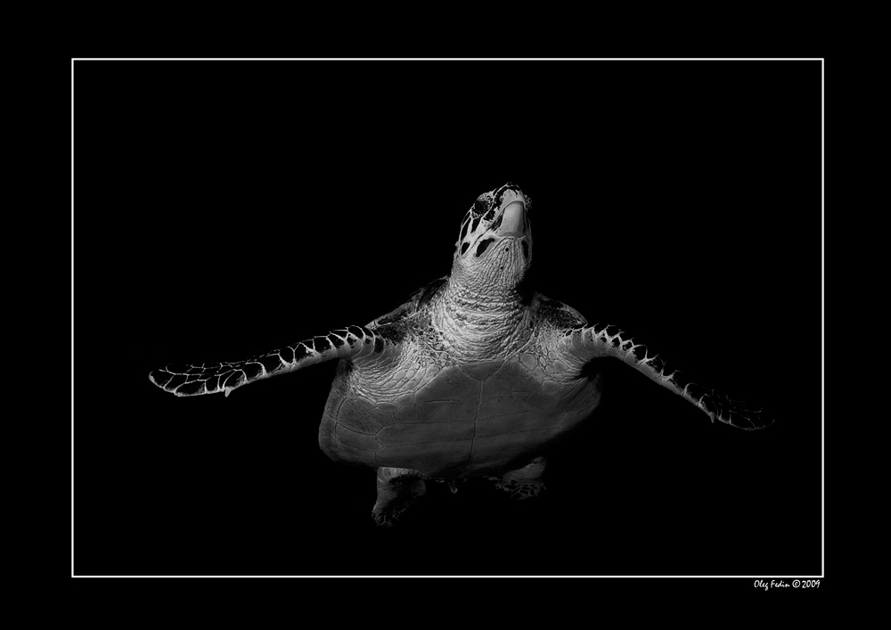 фото "Черепах в черном" метки: подводные, черно-белые, 