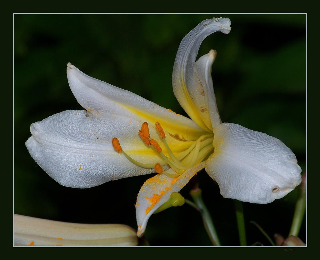 photo "***" tags: nature, flowers