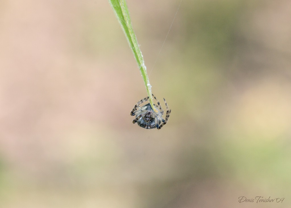 фото "Spider - a drop" метки: природа, макро и крупный план, насекомое