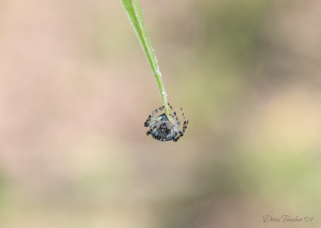 photo "***" tags: nature, macro and close-up, insect