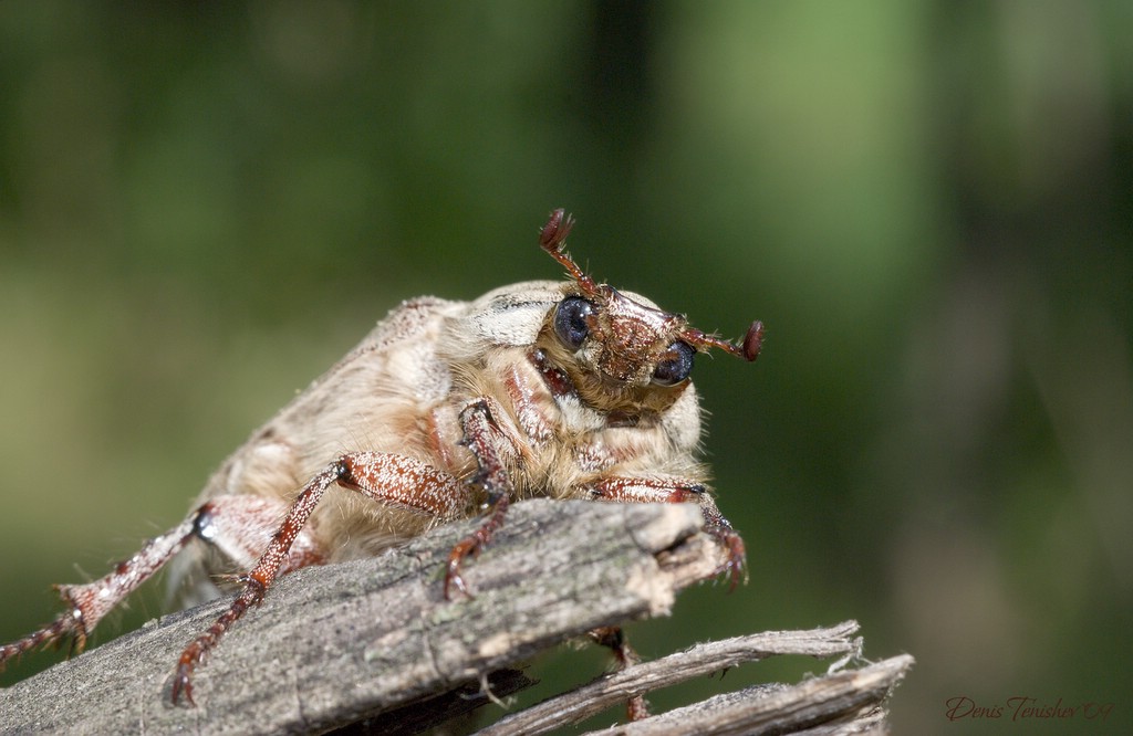 фото "Отдыхающий жук" метки: природа, макро и крупный план, насекомое