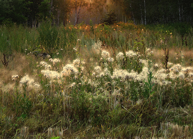 photo "***" tags: landscape, forest, summer