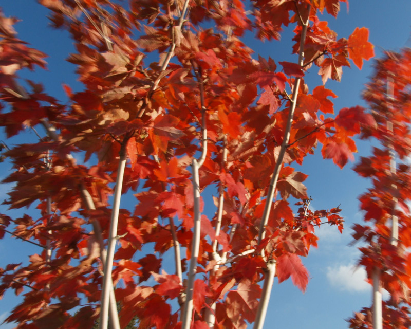 photo "Bluster in Blue and Copper" tags: landscape, travel, North America, autumn