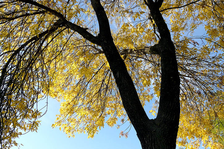 photo "Triumph autumn" tags: landscape, autumn, forest