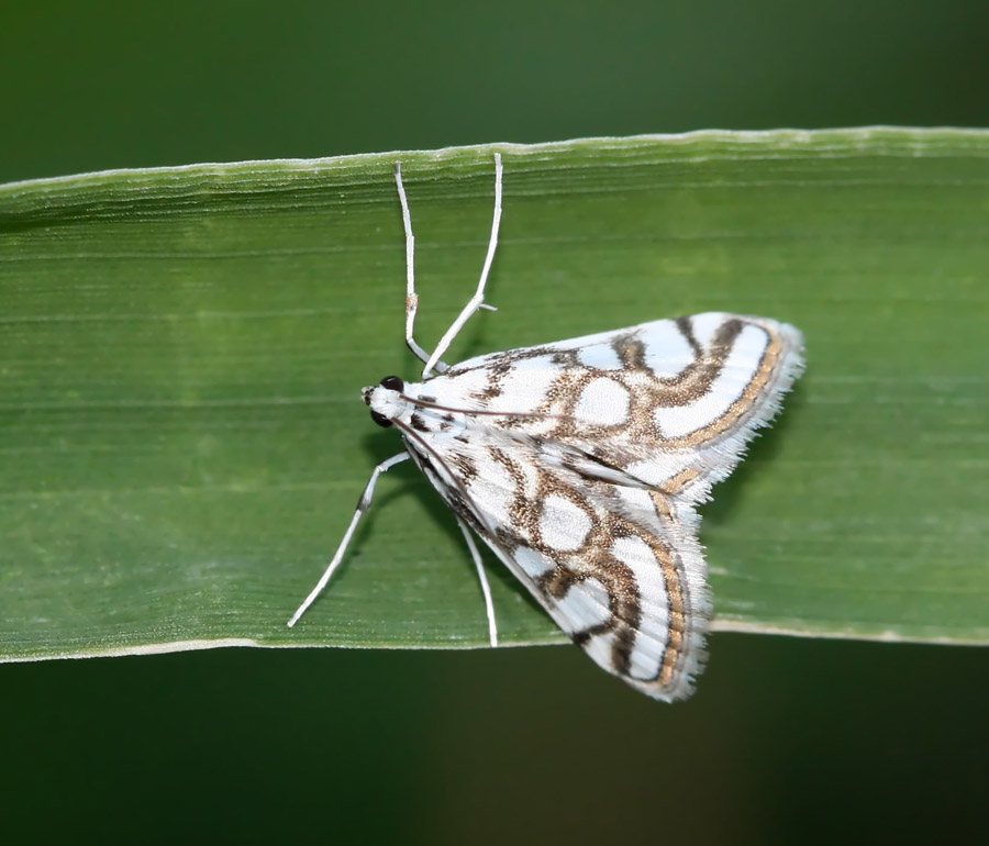 photo "morning, macro, butterfly, grass, insects" tags: nature, macro and close-up, insect