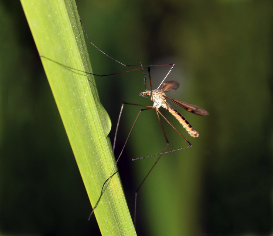 photo "mosquito, insects, macro" tags: nature, macro and close-up, insect