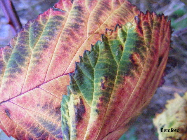 photo "Nature" tags: nature, 