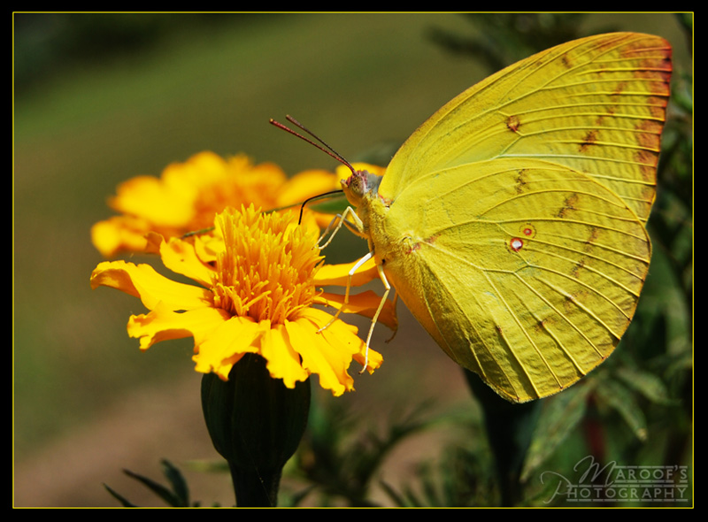 фото "BUTTERFLY" метки: природа, насекомое