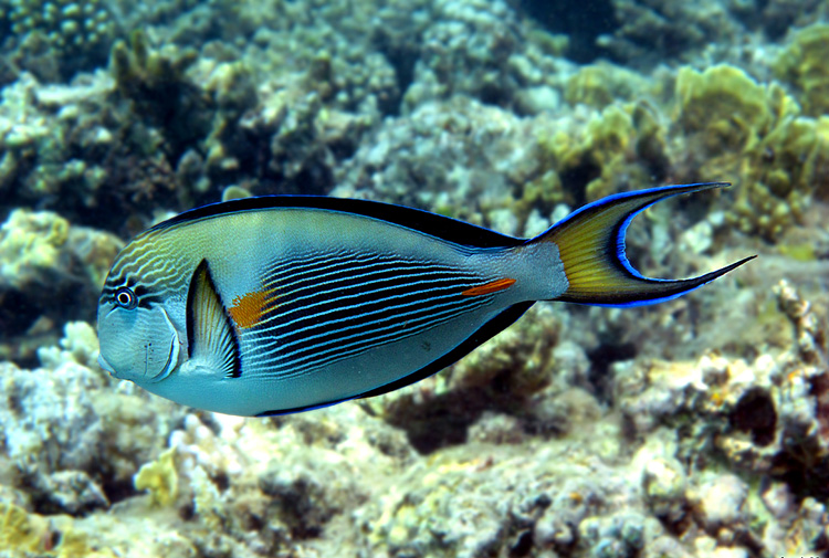 photo "красное море,рыба-хирург,египет" tags: underwater, travel, Africa