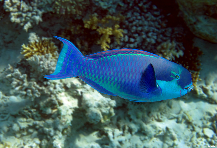 photo "египет,подводный мир,красное море,рыбы" tags: underwater, travel, Africa