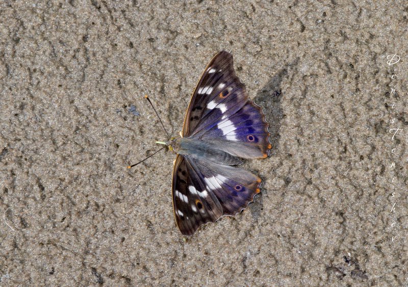 photo "***" tags: nature, macro and close-up, insect