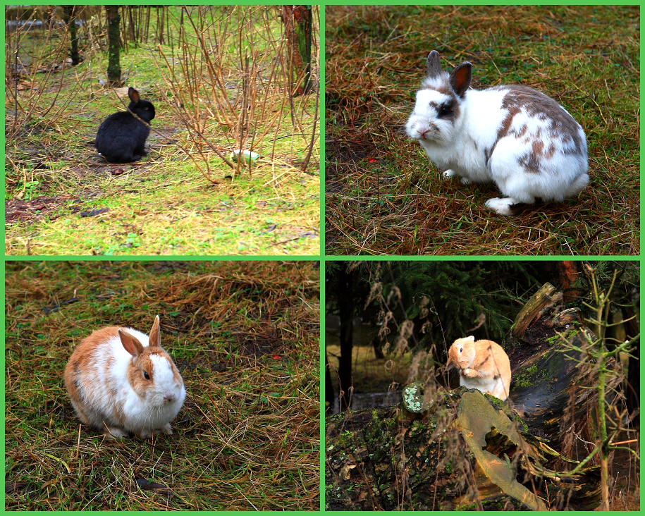 photo "Brothers rabbits" tags: nature, misc., 