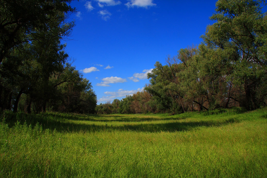 photo "***" tags: landscape, summer