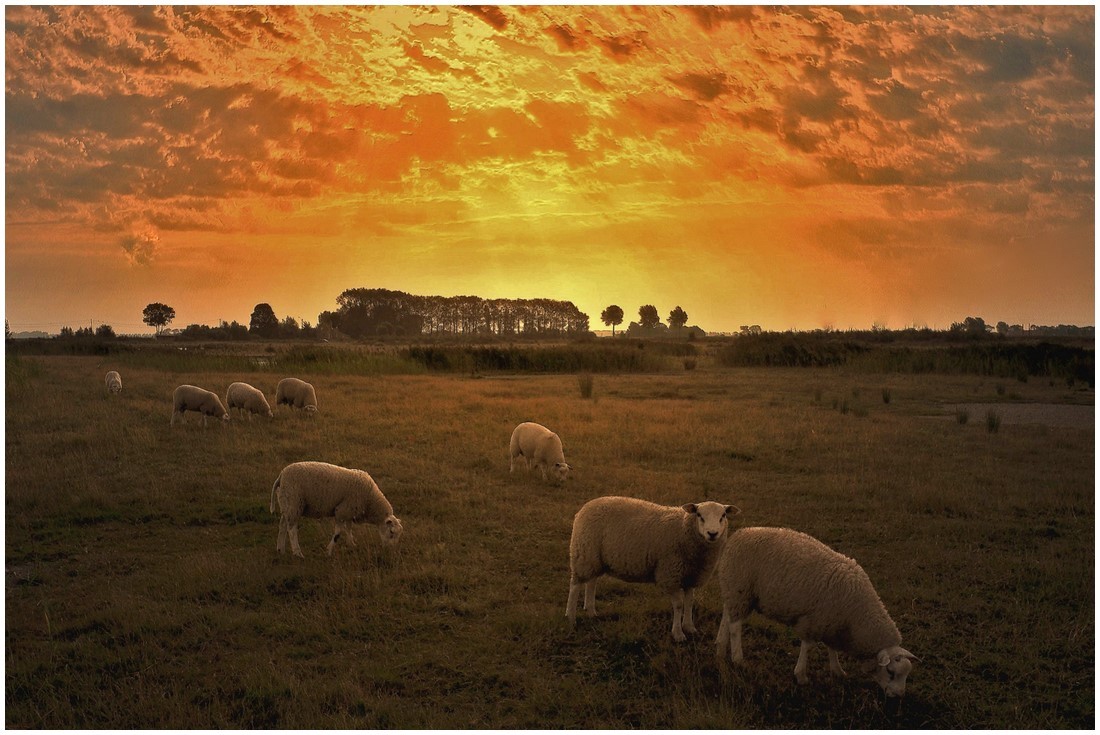 photo "***" tags: landscape, nature, pets/farm animals, sunset