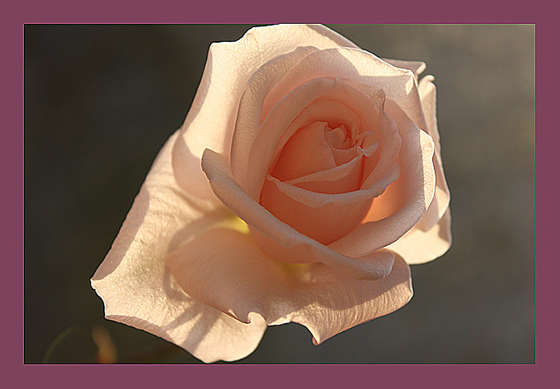 photo "***" tags: nature, macro and close-up, flowers