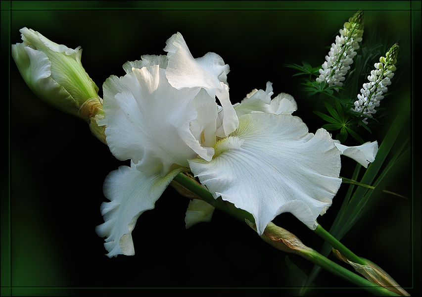 фото "Белый ирис" метки: природа, цветы