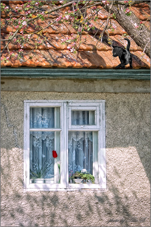 фото "Весенняя прогулка черной кошки" метки: пейзаж, природа, весна, домашние животные