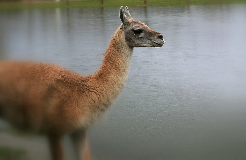 photo "to a watering place" tags: nature, wild animals