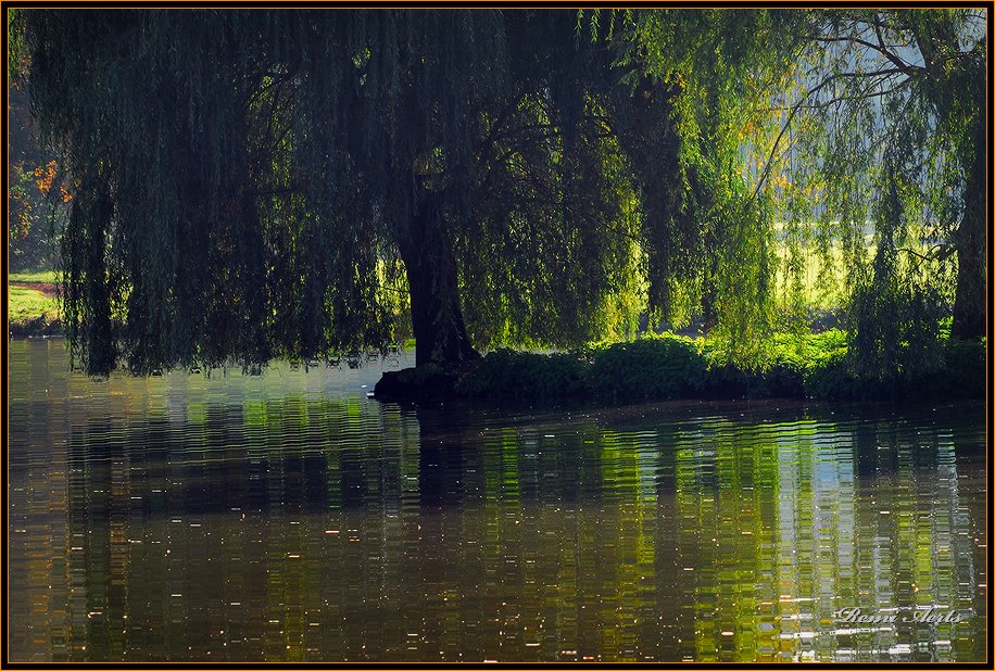 фото "old pond" метки: пейзаж, вода, лето