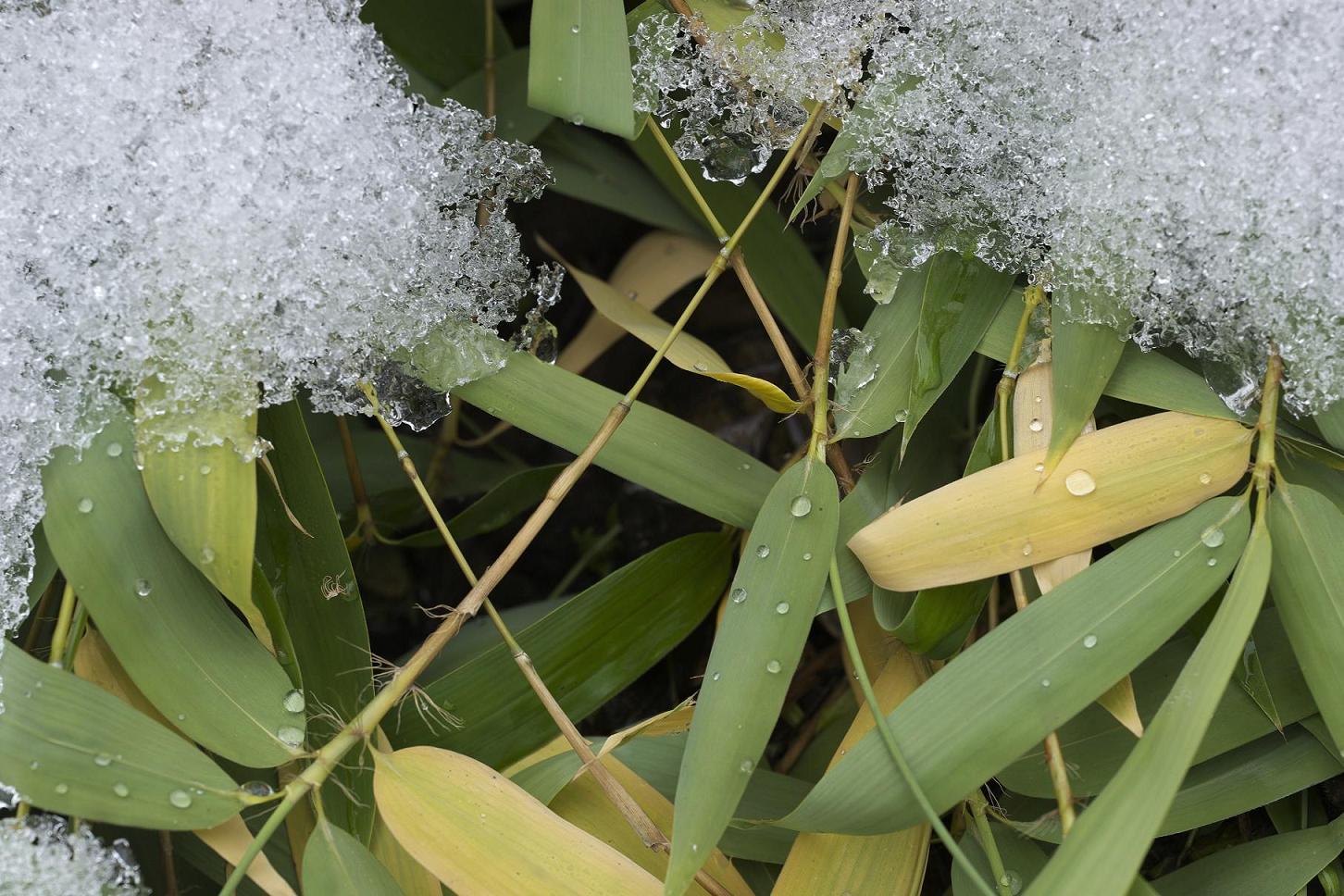 photo "End of season (2) snow-water-bamboo" tags: nature, flowers