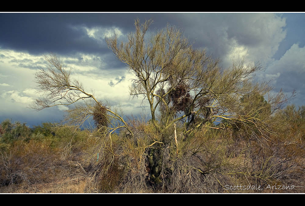 photo "Scottsdale" tags: landscape, travel, North America