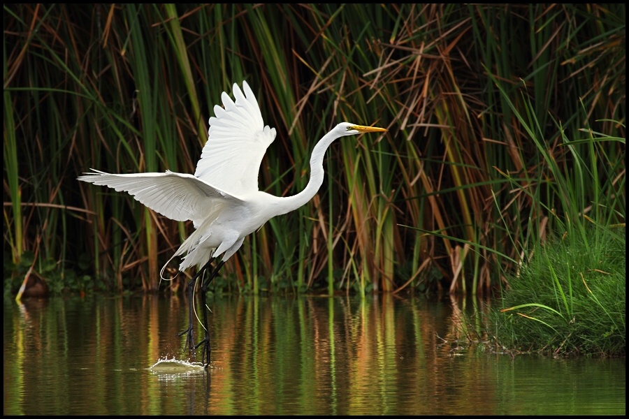 photo "bailarina" tags: nature, wild animals