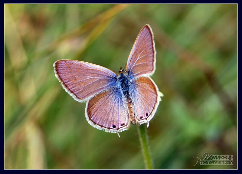photo "BUTTERFLY" tags: nature, insect