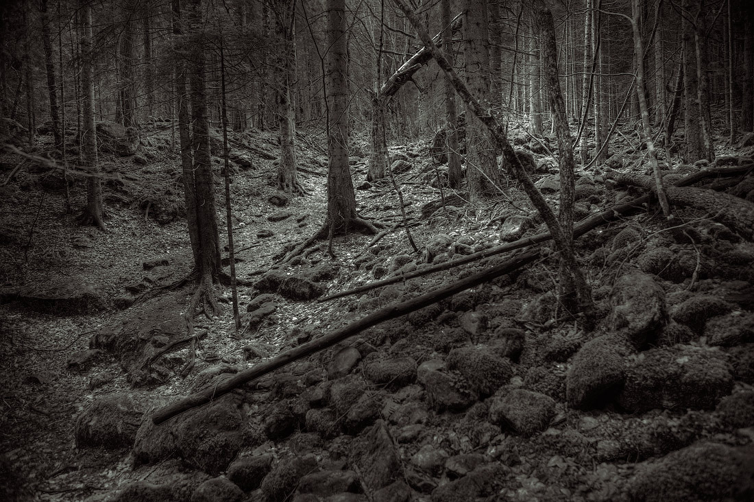 фото "." метки: пейзаж, лес