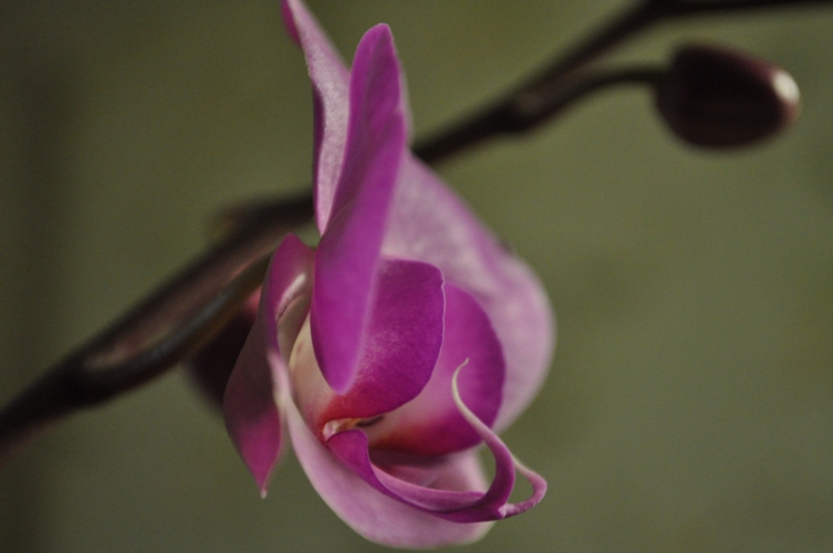 photo "***" tags: nature, flowers