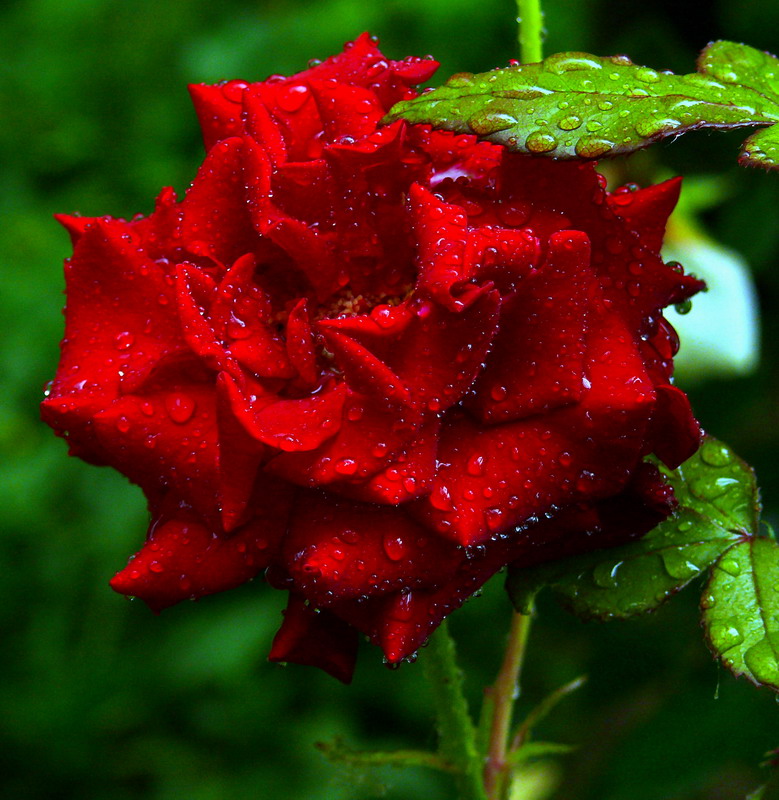 фото "Regal Rose" метки: природа, цветы