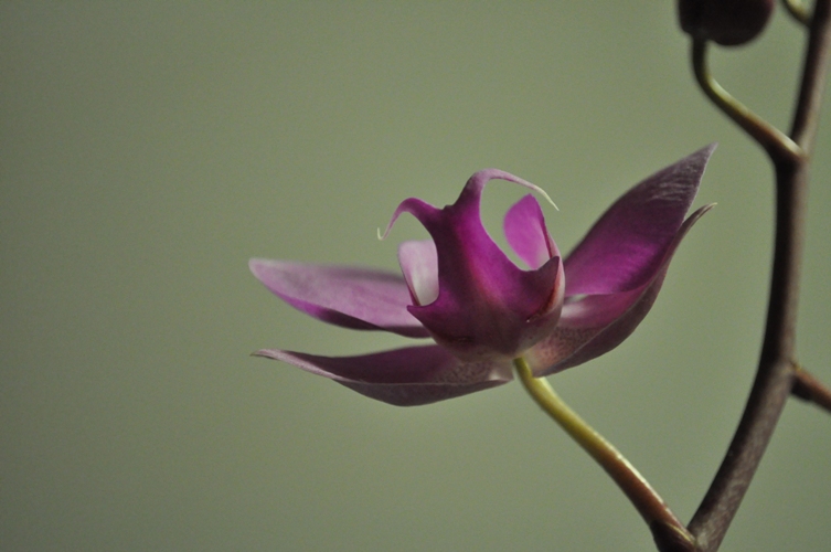 photo "***" tags: nature, flowers