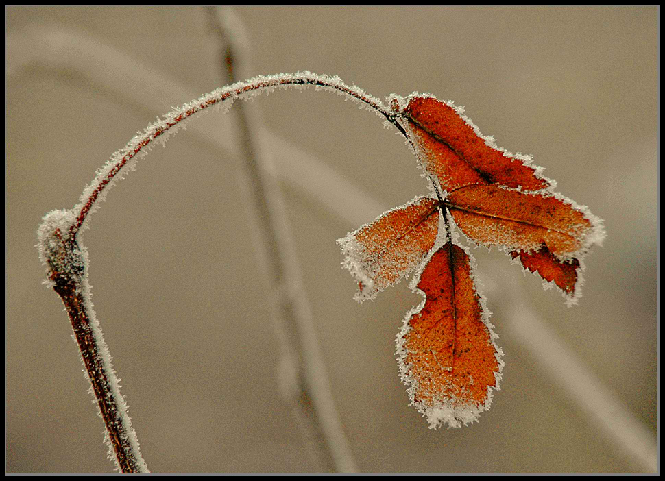 фото "Иней..." метки: пейзаж, зима