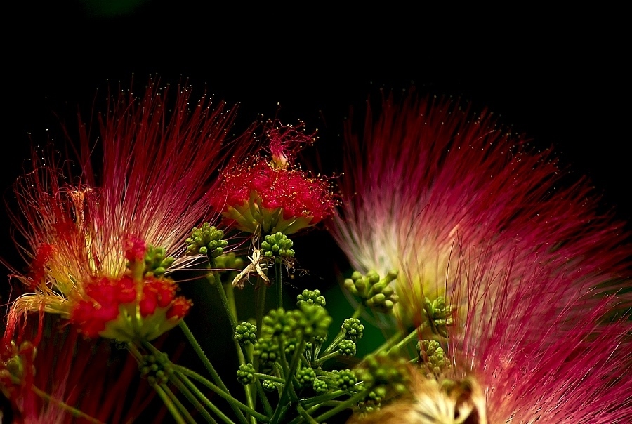 photo ""Fireworks"" tags: macro and close-up, 