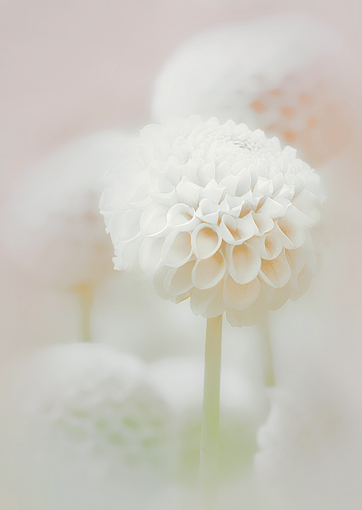 photo "***" tags: nature, macro and close-up, flowers