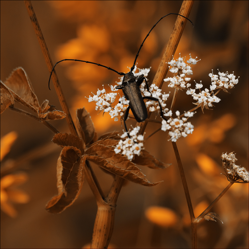 photo "***" tags: nature, macro and close-up, insect