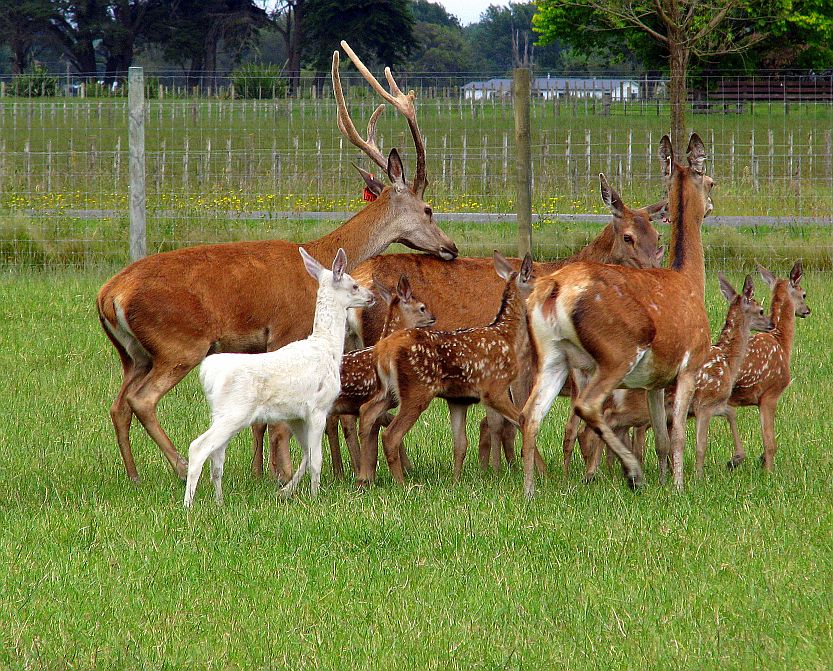 photo "Deer Family" tags: nature, pets/farm animals