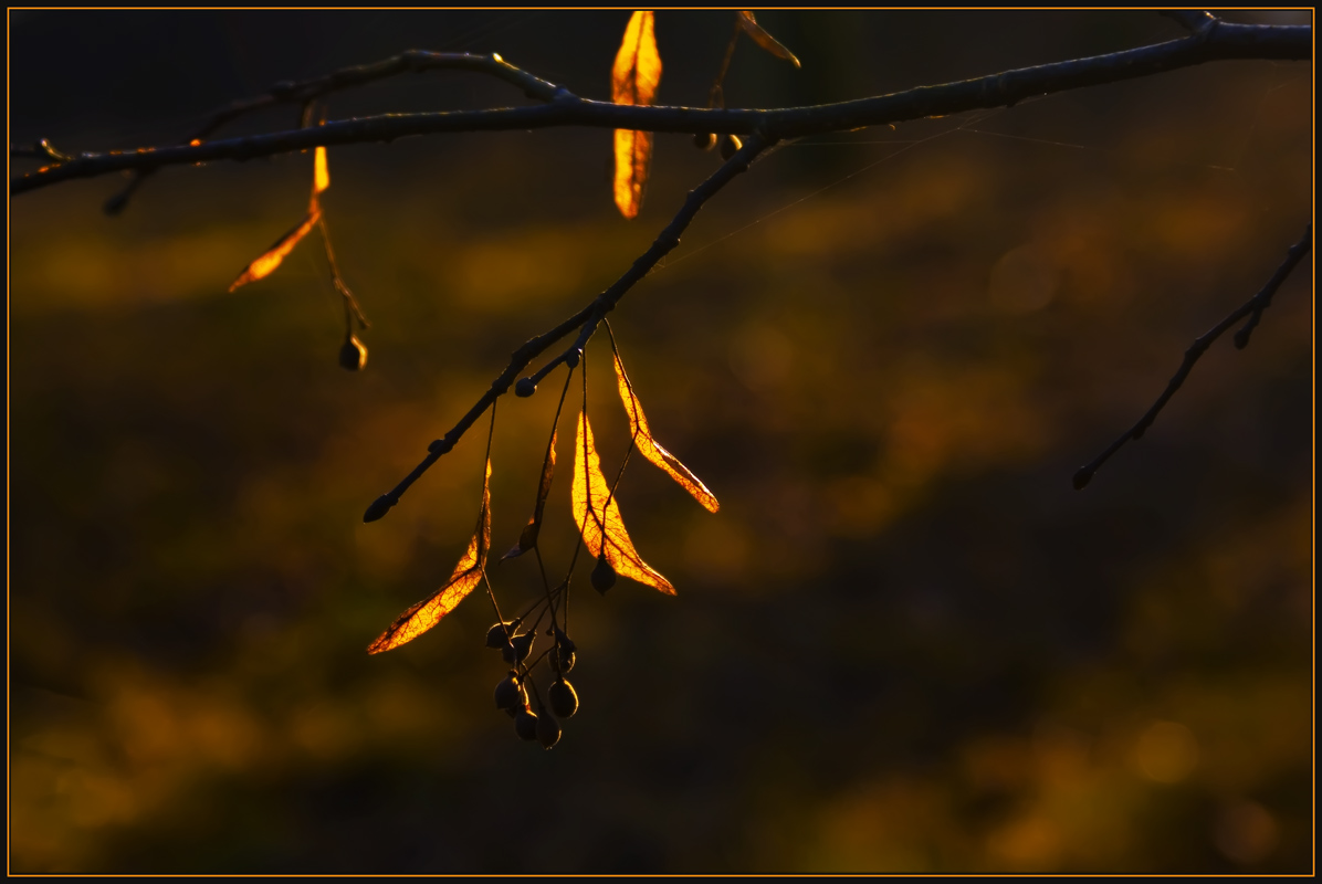 photo "Drops of light" tags: nature, misc., 