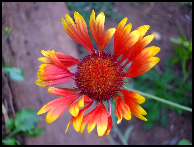 фото "аленький цветочек" метки: природа, макро и крупный план, цветы