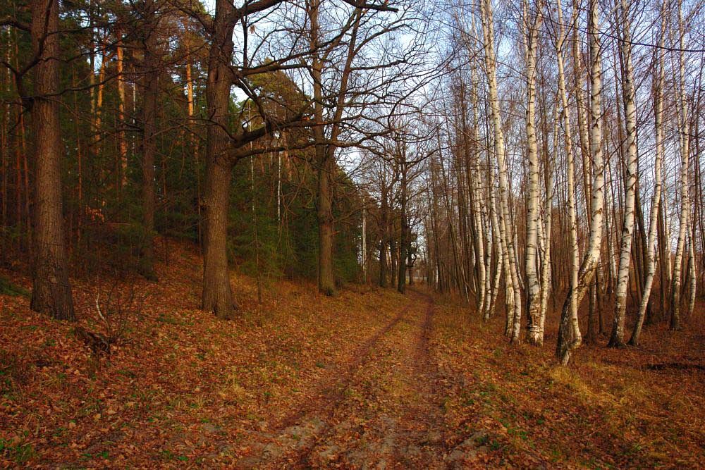 фото "***" метки: пейзаж, лес