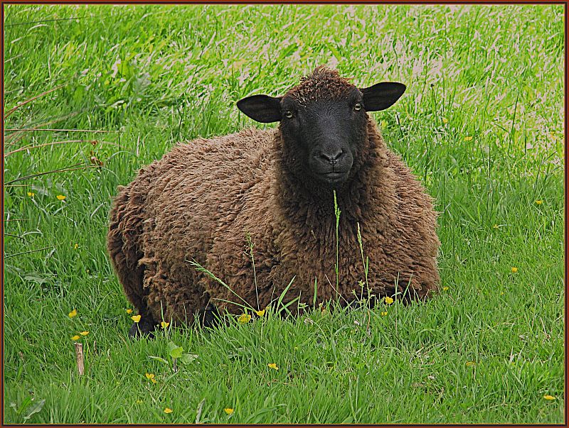 photo "Baa Baa Black Sheep....." tags: portrait, nature, pets/farm animals