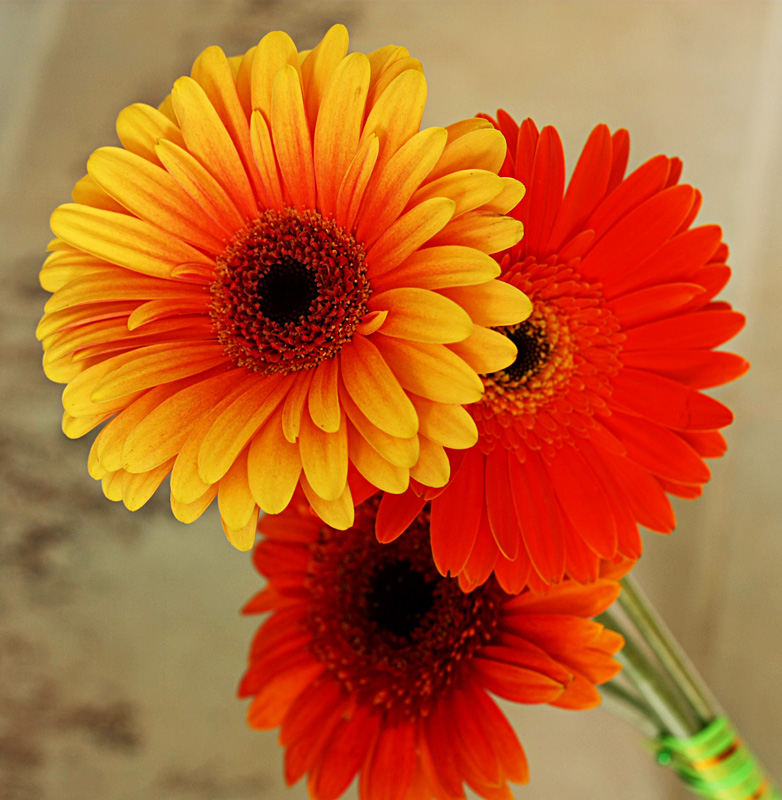 photo "***" tags: nature, still life, flowers