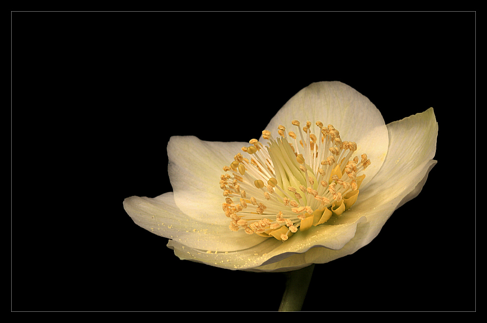 фото "Helleborus" метки: природа, цветы