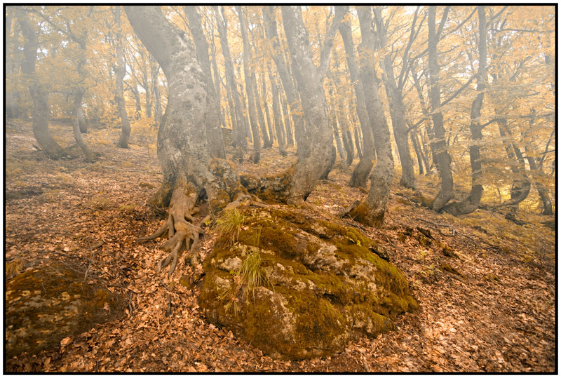 photo "Stara planina" tags: landscape, forest