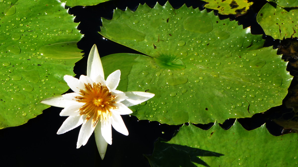 photo "***" tags: nature, flowers