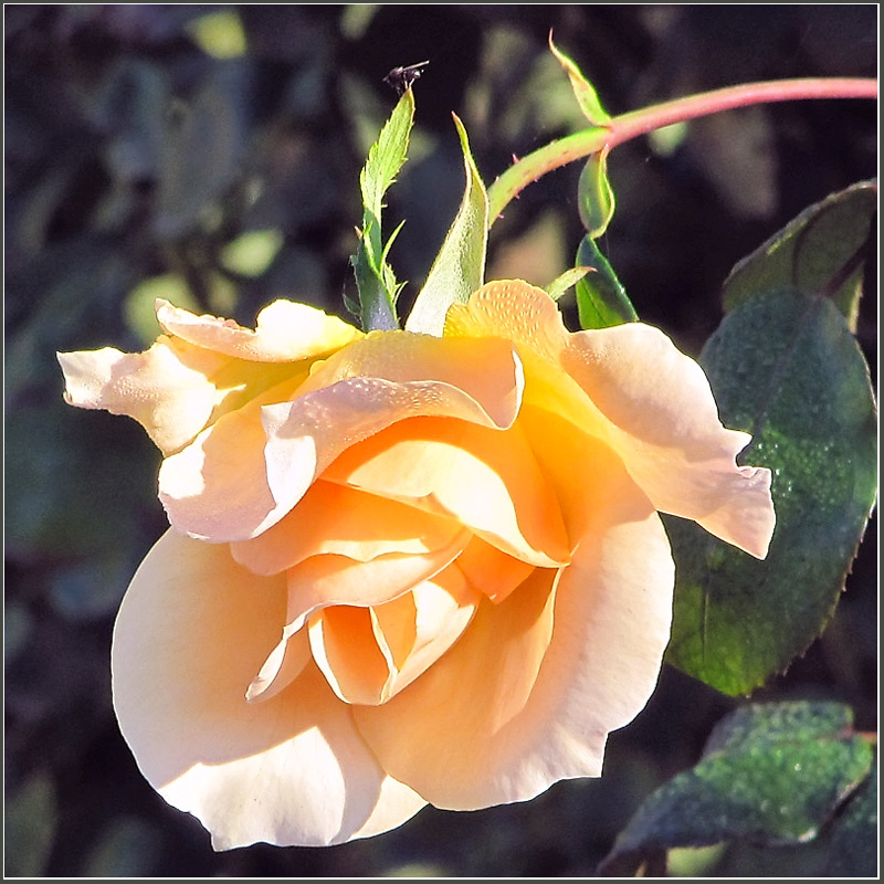 photo "Rose for you" tags: nature, flowers