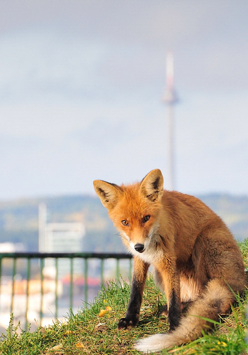 photo "Fox in the city" tags: nature, city, wild animals